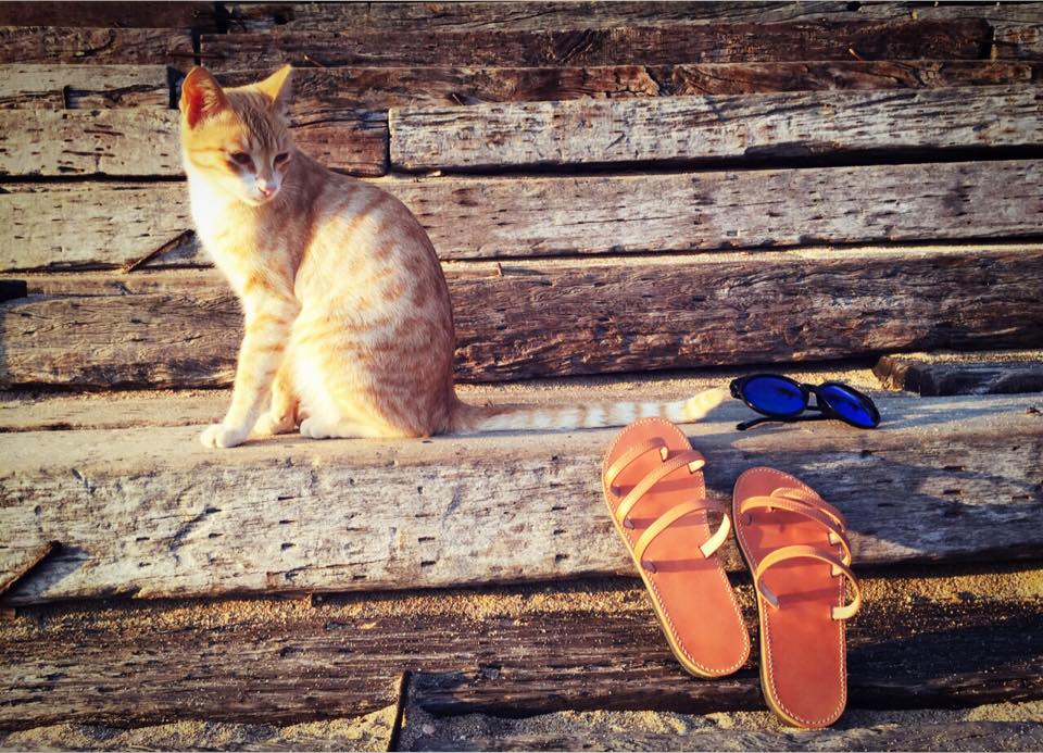 sandal and cat